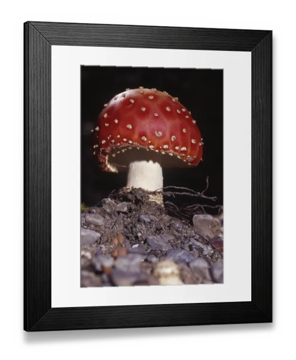 Framed Print : New fly agaric toadstool emerging from soil in beech forest Framed Print : New fly agaric toadstool emerging from soil in beech forest