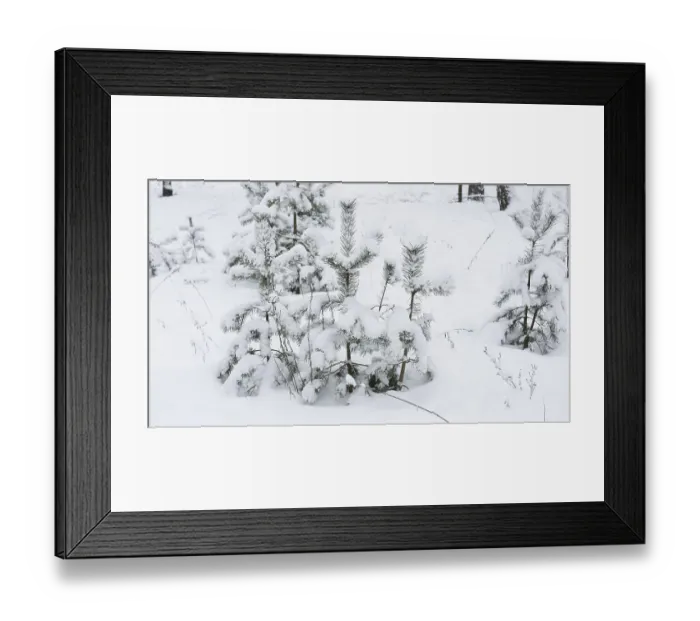 Framed Print : Young pine trees under snow in the forest Framed Print : Young pine trees under snow in the forest