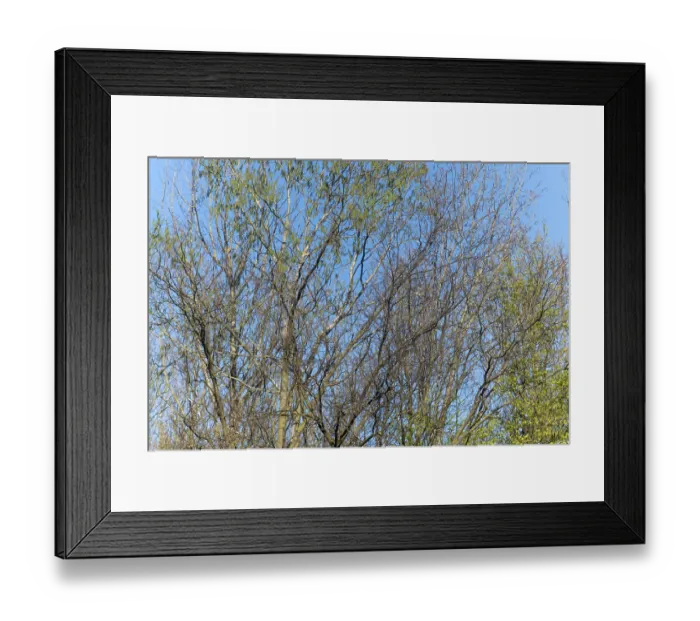 Framed Print : Silhouette of a tree in front of the sky