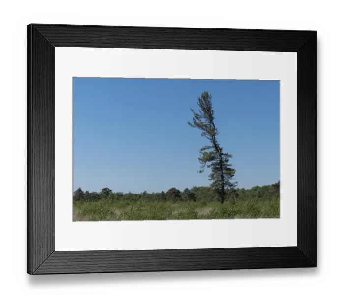 Framed Print : Scenic view of a solitary pine tree rising against a clear blue sky