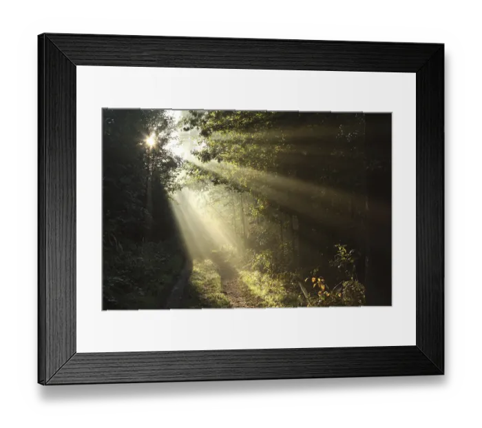 Framed Print : Sun rays fall through the oaks into the autumn forest surrounded by morning fog