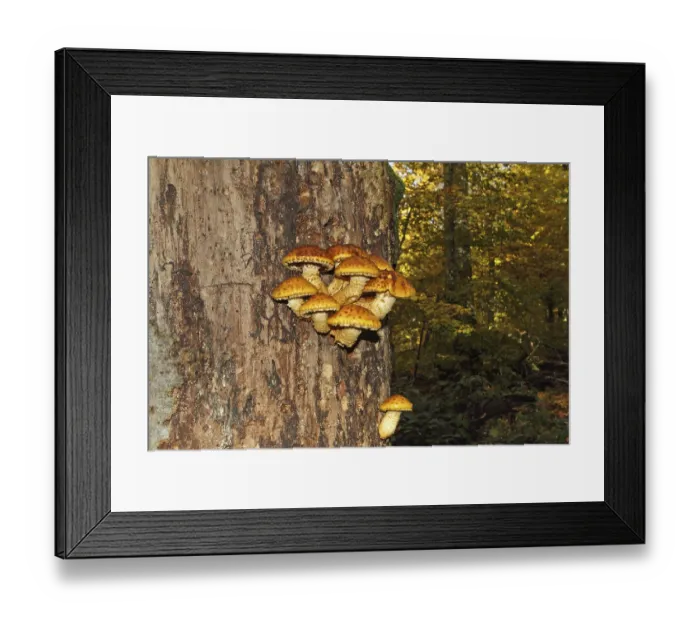 Framed Print : Golden-furred scaly fungus (Pholiota aurivella) Framed Print : Golden-furred scaly fungus (Pholiota aurivella)