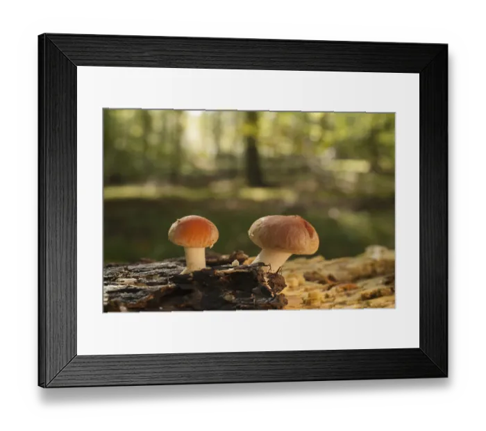 Framed Print : Sulphur tuft (Hypholoma fasciculare)