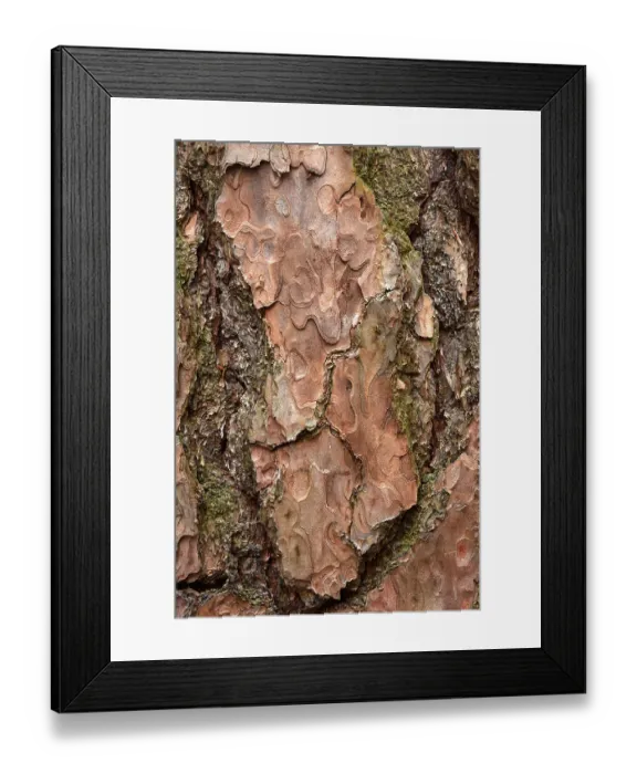 Framed Print : Scots pine, Pinus sylvestris, bark
