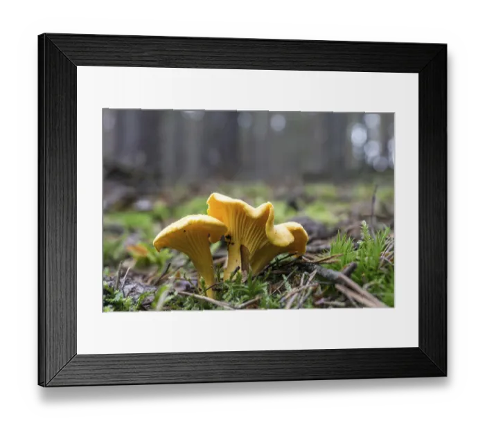 Framed Print : Chanterelle in the pine forest