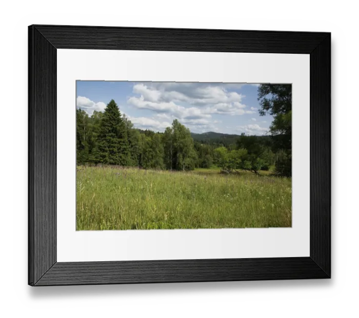 Framed Print : Mountain meadow Hinterfirmiansreut green meadow with red inflorescences in front of birch trees