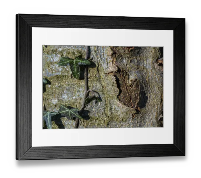 Framed Print : Common ivy (Hedera helix), common ivy Framed Print : Common ivy (Hedera helix), common ivy