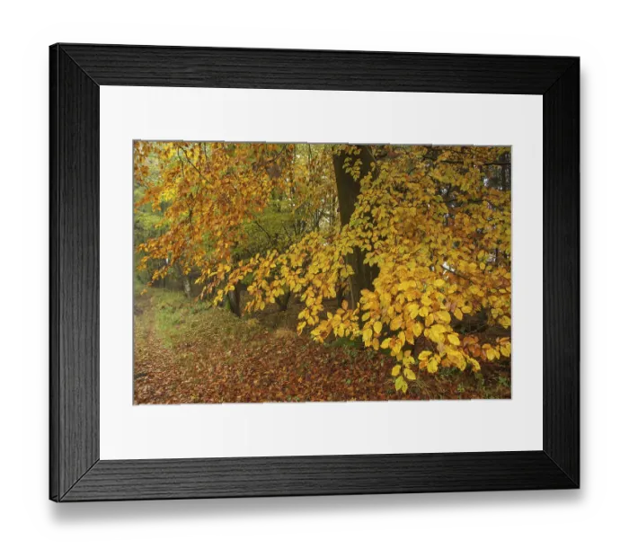 Framed Print : Large trees with yellow autumn leaves line a forest path