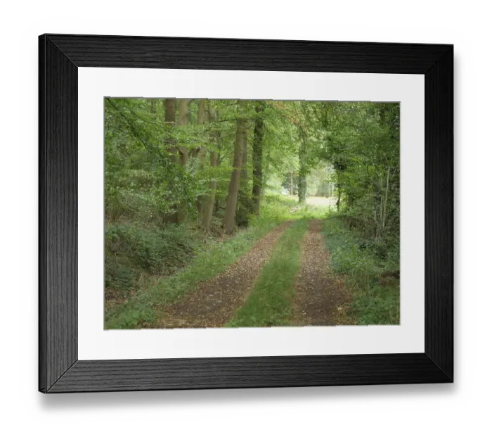 Framed Print : A shady forest path flanked by tall trees Framed Print : A shady forest path flanked by tall trees
