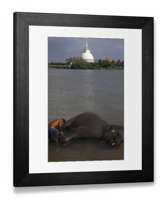 Framed Print : The Asian or Asiatic Elephant (Elephas maximus) Framed Print : The Asian or Asiatic Elephant (Elephas maximus)