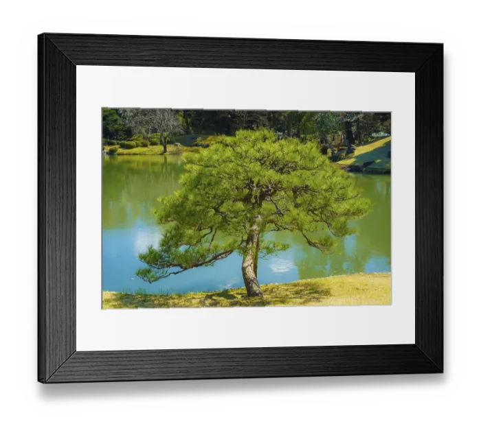 Framed Print : Rikugien trees image of the (Japanese garden)