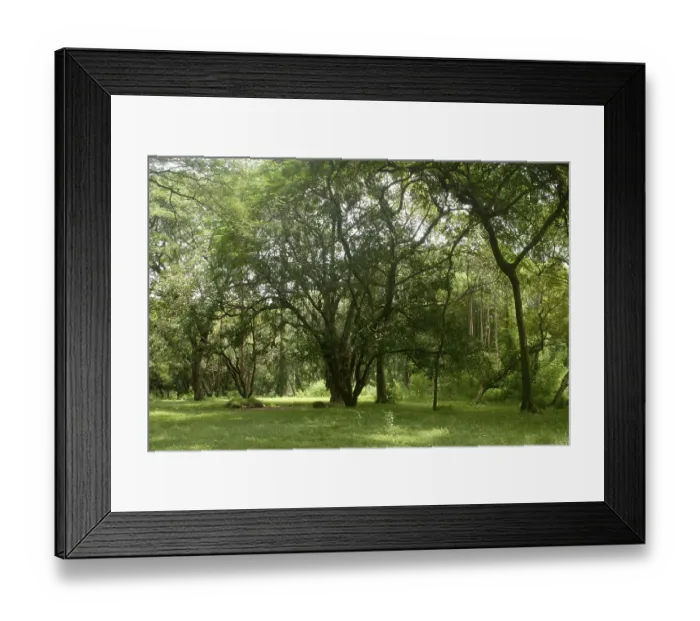 Framed Print : Dense forest of very old trees and lush green grass at Sanjay Gandhi National Park