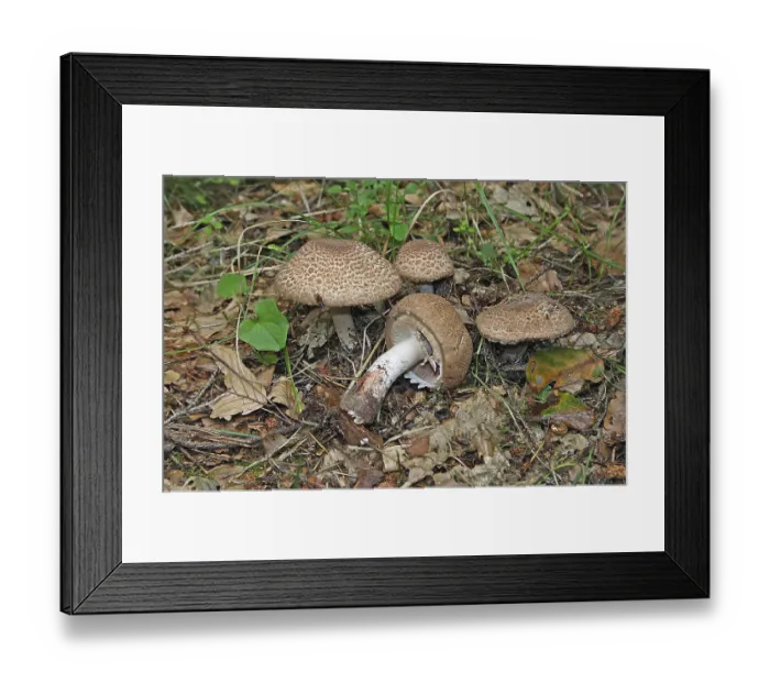 Framed Print : Scaly Wood Mushroom (Agaricus silvaticus) Framed Print : Scaly Wood Mushroom (Agaricus silvaticus)