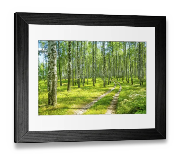 Framed Print : In birch forest Framed Print : In birch forest