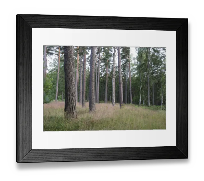 Framed Print : Beautiful pine forest in a lovely summer day