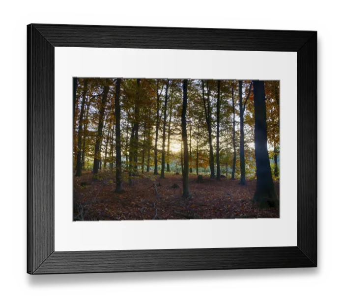 Framed Print : Colourful autumn in the beech forest Framed Print : Colourful autumn in the beech forest