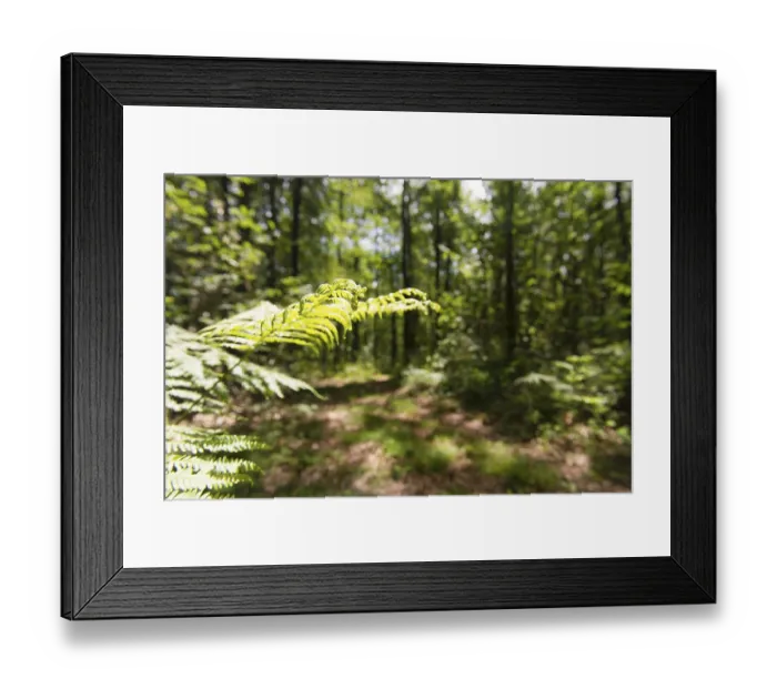 Framed Print : Forest landscape with sunshine and fern leaf