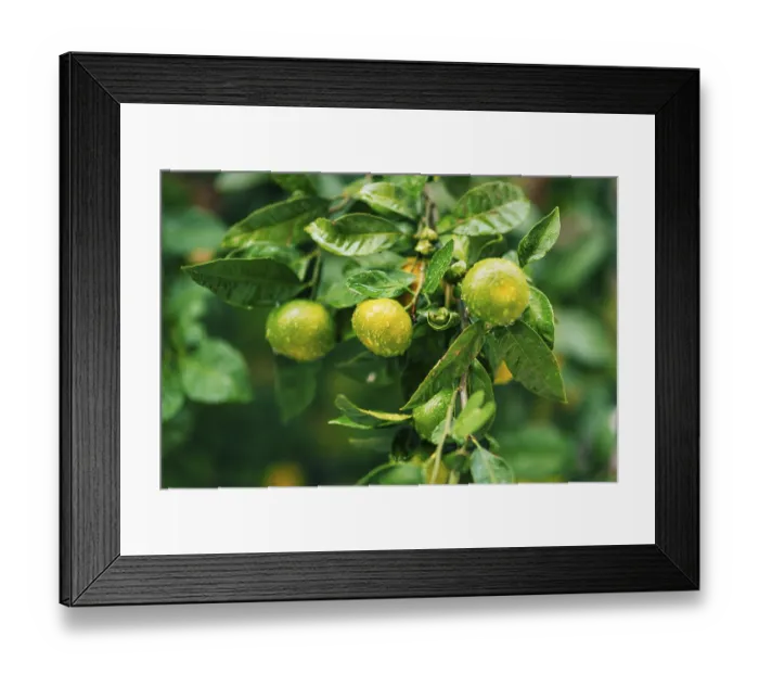Framed Print : Ripening on the tree a tangerine