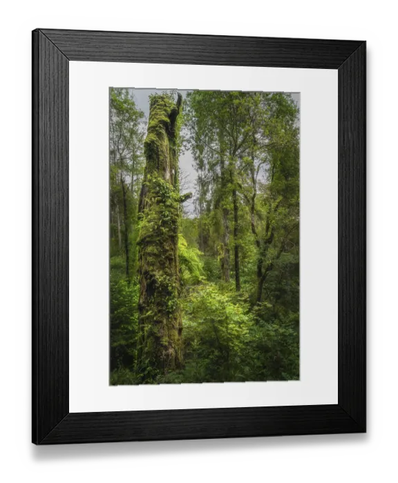 Framed Print : Tall aged tree trunk illuminated by sunlight and covered by green moss and ivy in beautiful Glenariff Forest Park Framed Print : Tall aged tree trunk illuminated by sunlight and covered by green moss and ivy in beautiful Glenariff Forest Park