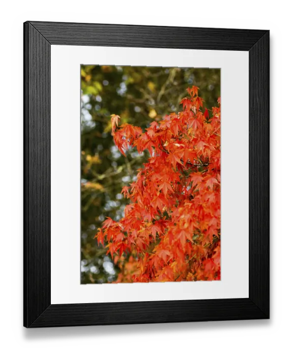 Framed Print : Autumnal maple tree