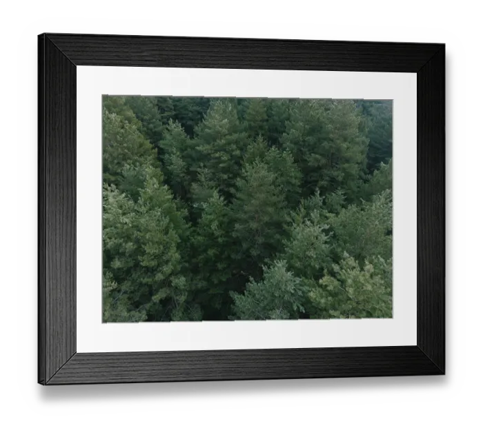 Framed Print : Aerial shot of pine tree forest