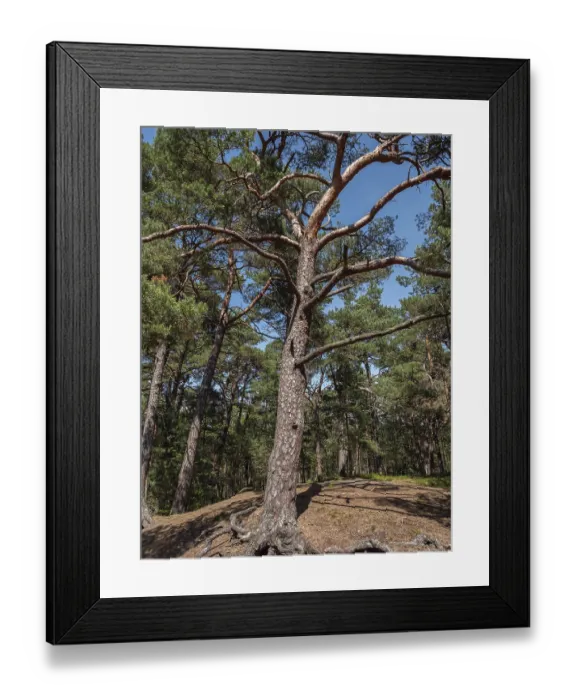 Framed Print : A strong tree with branched branches stands imposingly in the forest