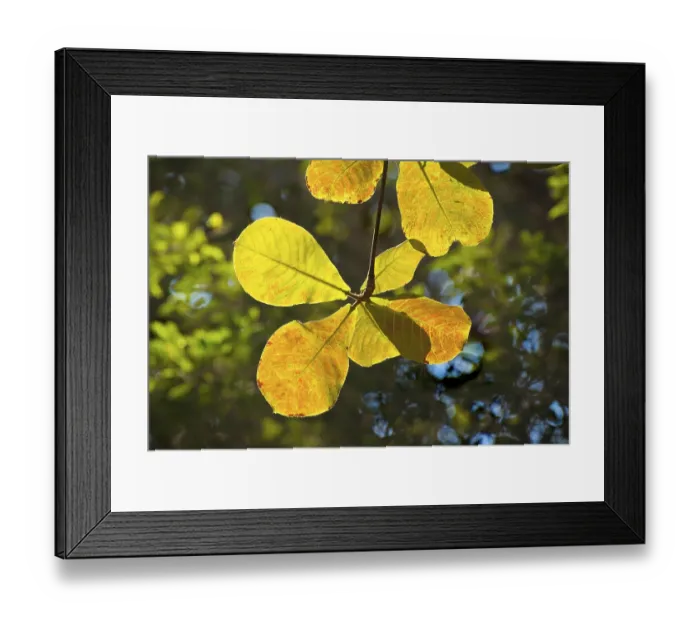 Framed Print : Backlit leaves of Almond tree (Terminalia Catappa Linn) near Juhu beach