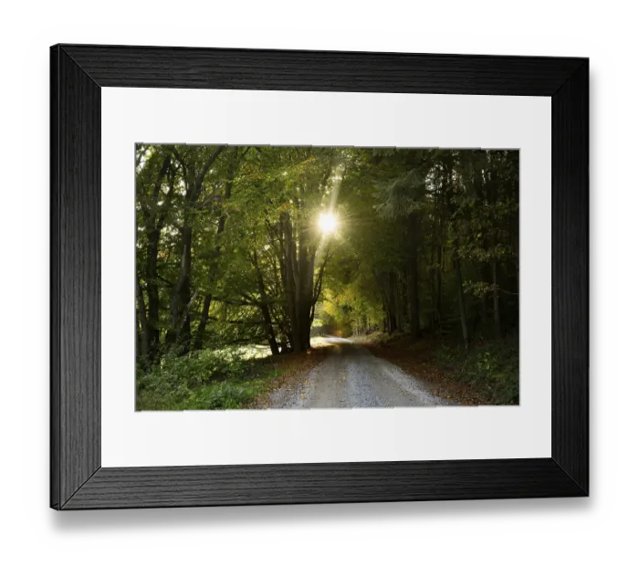 Framed Print : The sun shines through the trees