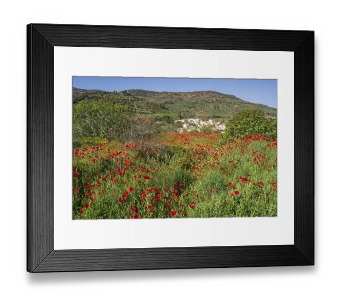 Framed Print : Poppies in the olive grove, Salobre village