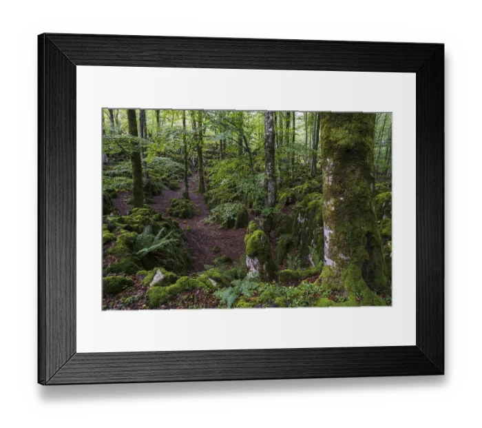 Framed Print : Beech forest near Lizarrusti, Alleko Tour