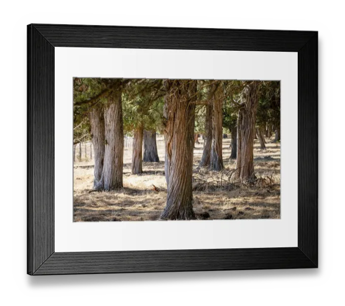 Framed Print : Juniper Wald (Juniperus thurifera) Framed Print : Juniper Wald (Juniperus thurifera)