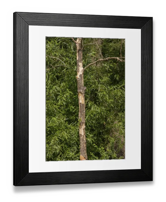 Framed Print : A dead tree loses its bark in front of a green forest Framed Print : A dead tree loses its bark in front of a green forest