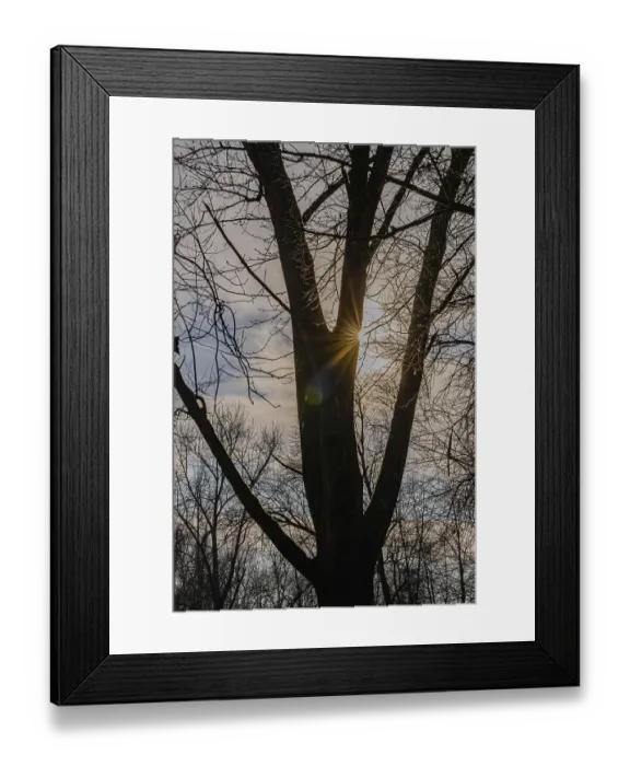 Framed Print : Rays of sunlight break through the branches of a large tree at dusk Framed Print : Rays of sunlight break through the branches of a large tree at dusk