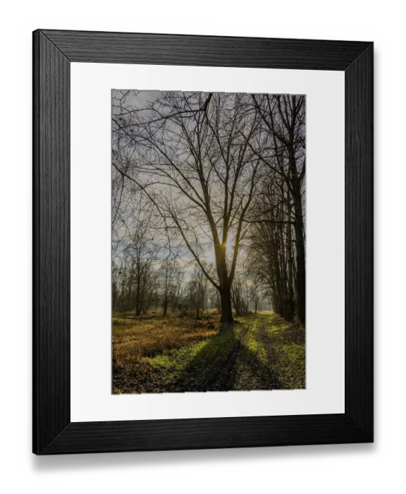 Framed Print : The low sun behind a bare tree in the winter forest Framed Print : The low sun behind a bare tree in the winter forest