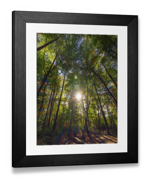 Framed Print : Forest with deciduous trees against the light