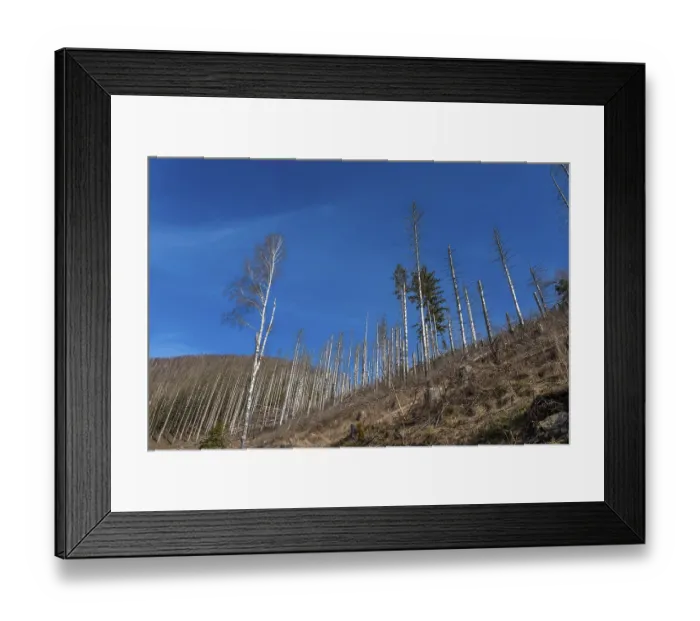 Framed Print : Dead trees, spruces, on the Huthberg in the Harz Mountains Framed Print : Dead trees, spruces, on the Huthberg in the Harz Mountains