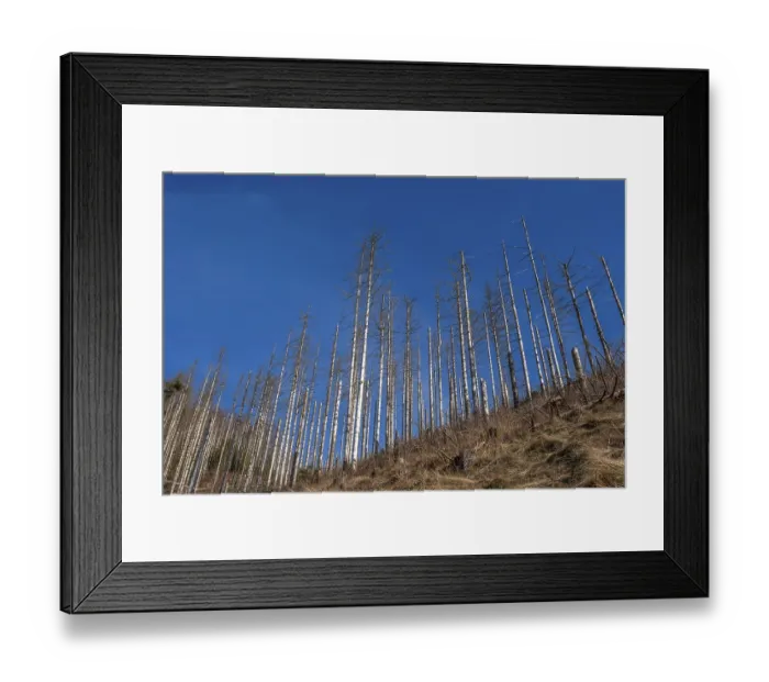 Framed Print : Dead trees, spruces, on the Huthberg in the Harz Mountains Framed Print : Dead trees, spruces, on the Huthberg in the Harz Mountains