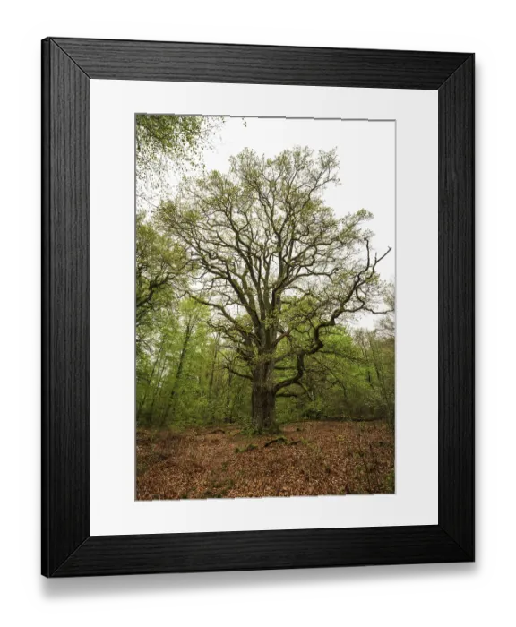 Framed Print : Old oak (Quercus), Rapp oak, named after the forestry official and conservationist Hermann-Josef Rapp Framed Print : Old oak (Quercus), Rapp oak, named after the forestry official and conservationist Hermann-Josef Rapp