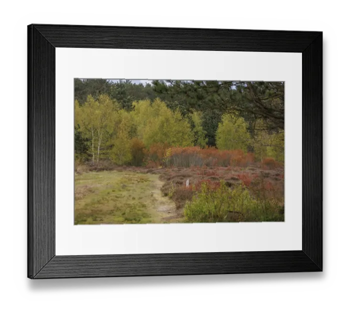 Framed Print : Wooded area in autumn with colourful leaves