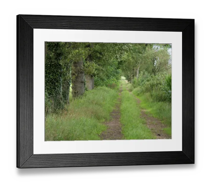 Framed Print : A narrow forest path leads through a green Framed Print : A narrow forest path leads through a green
