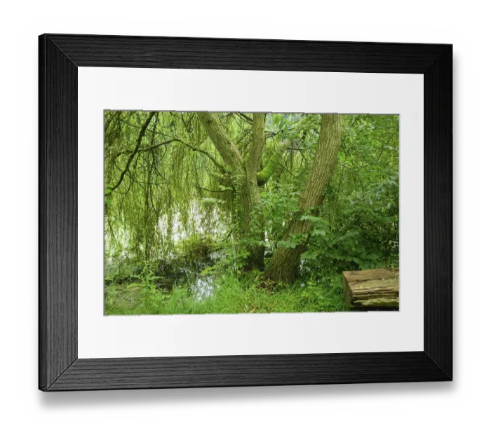 Framed Print : Forest landscape with tree trunks and dense greenery next to calm water