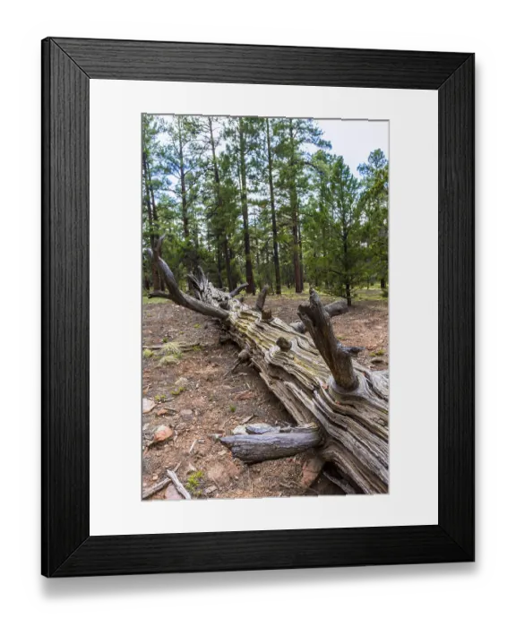 Framed Print : Pine tree forest in Grand Canyon Arizona USA Framed Print : Pine tree forest in Grand Canyon Arizona USA