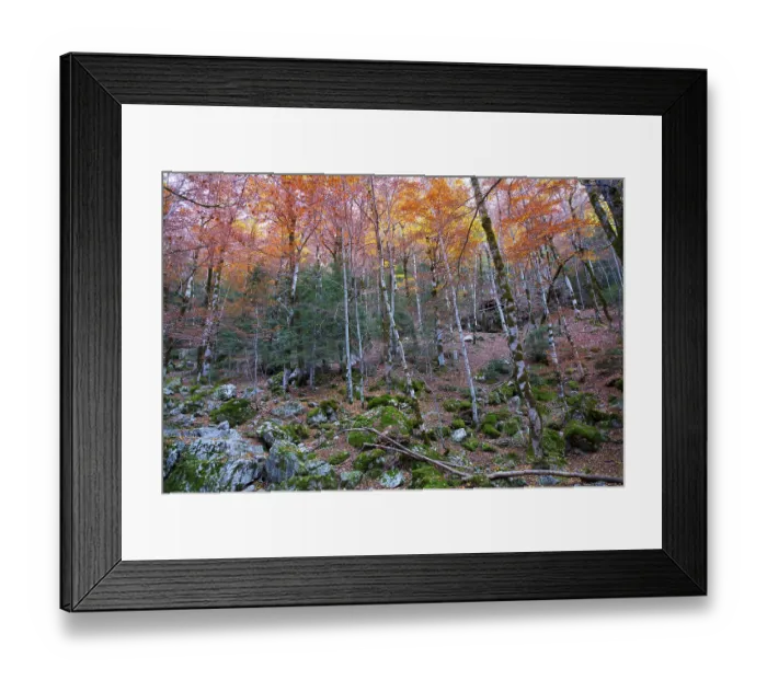 Framed Print : Autumn beech fall forest in Pyrenees Valle de Ordesa Huesca Spain Framed Print : Autumn beech fall forest in Pyrenees Valle de Ordesa Huesca Spain