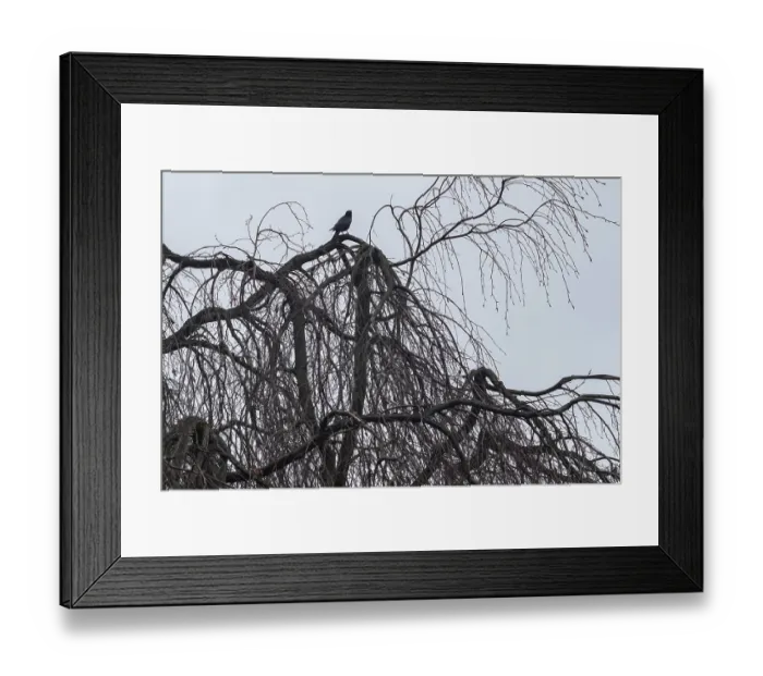 Framed Print : Silhouette of a tree in front of the sky Framed Print : Silhouette of a tree in front of the sky