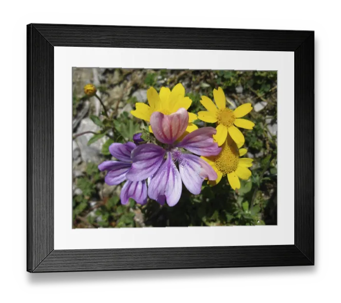 Framed Print : Purple and yellow wildflowers