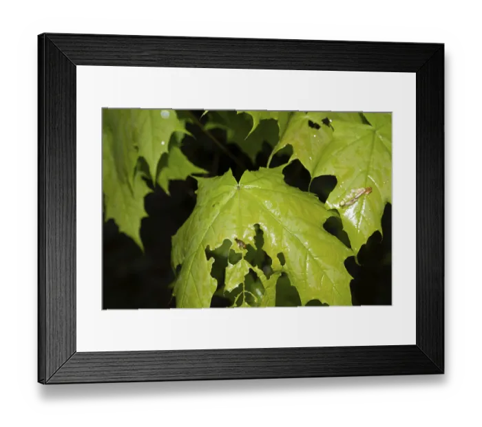 Framed Print : Fresh, wet, deciduous tree leaves