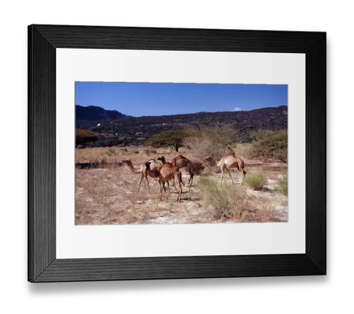 Framed Print : Dromedaries, Camelus dromedarius