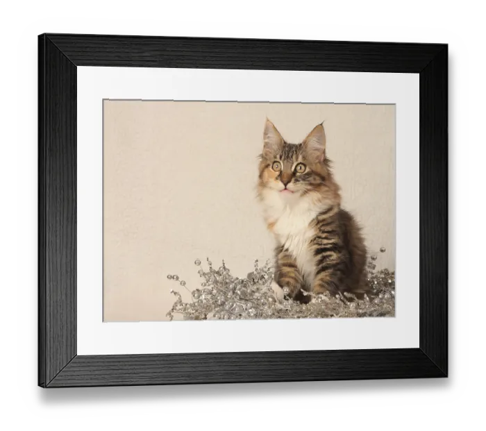 Framed Print : Norwegian Forest Cat, kitten, Norwegian forest cat Framed Print : Norwegian Forest Cat, kitten, Norwegian forest cat