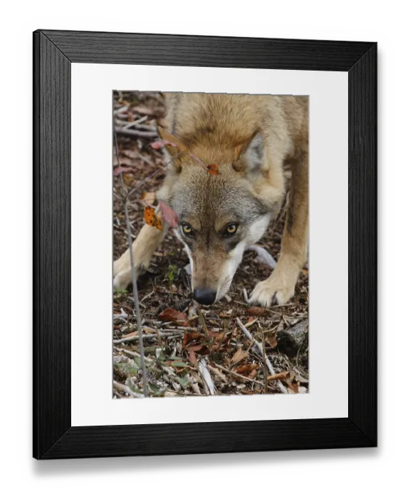 Framed Print : Wolf (Canis lupus) Framed Print : Wolf (Canis lupus)