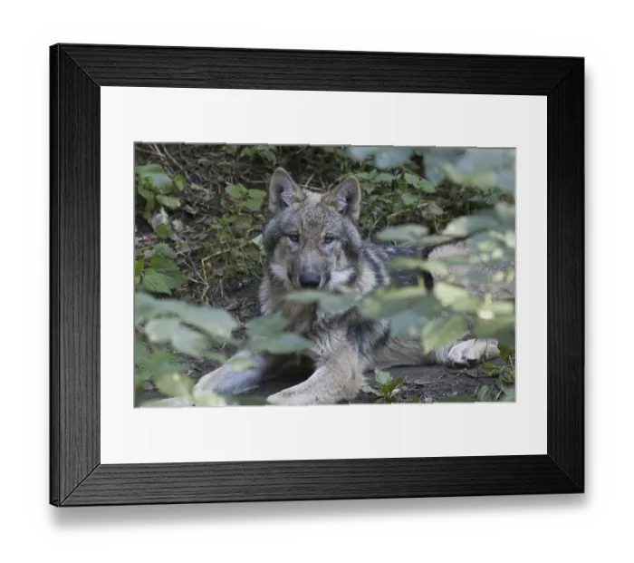 Framed Print : European gray wolf (canis lupus) Framed Print : European gray wolf (canis lupus)